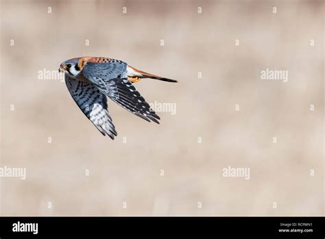 American kestrel flight Stock Photo - Alamy