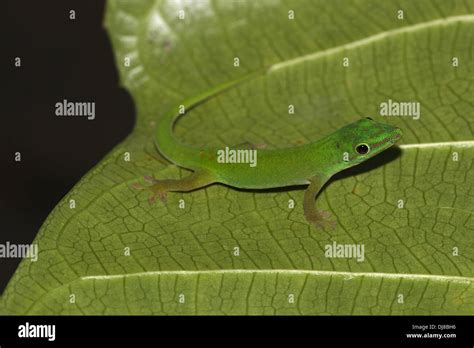 ANDAMAN ISLANDS DAY GECKO, Phelsuma andamanense. Only species of the genus Phelsuma in Asia ...