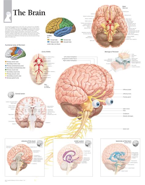 Brain Anatomy Wallpapers - Wallpaper Cave