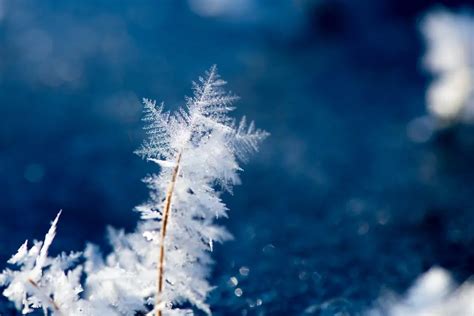 Tips for Winter Macro Photography - 42West, Adorama