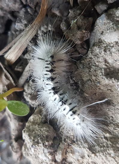 Hickory tussock moth caterpillar - PEST CONTROL CANADA