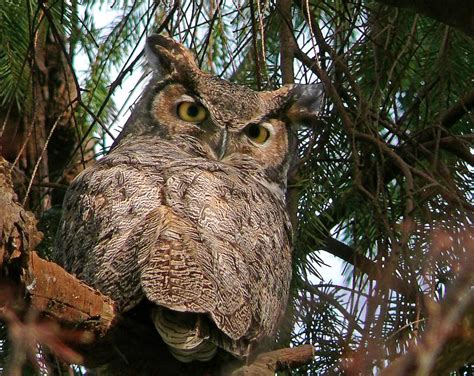 great horned owl habitat : Biological Science Picture Directory ...