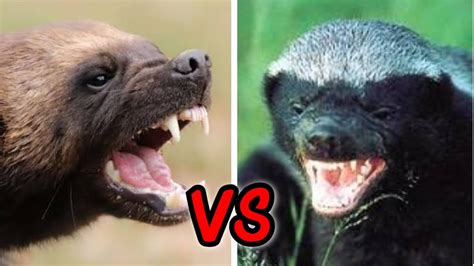 Wolverine VS Honey Badger - YouTube