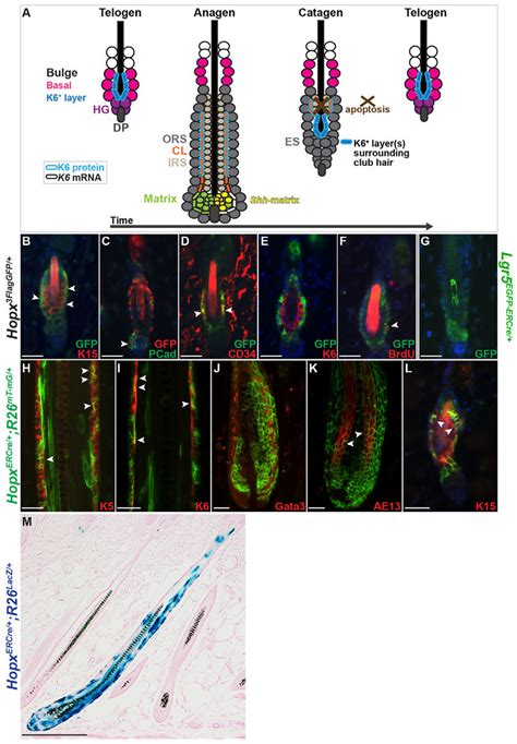 Hopx specifically labels mouse hair follicle stem cells. (A) The hair... | Download Scientific ...