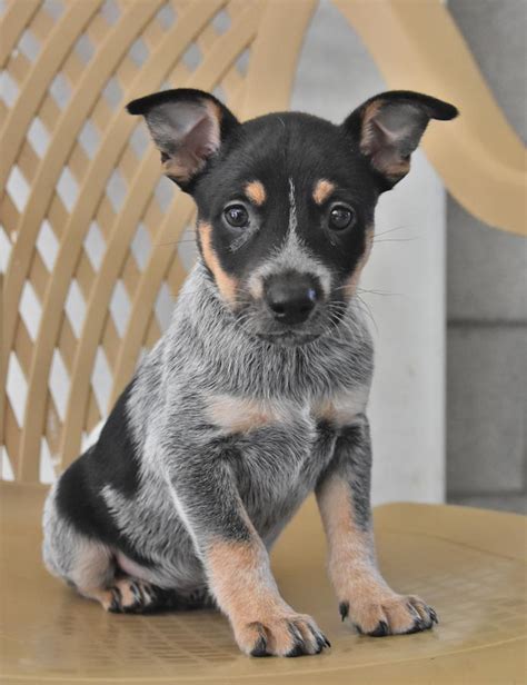 Australian Cattle Dog Puppies for Sale | Buckeye Puppies