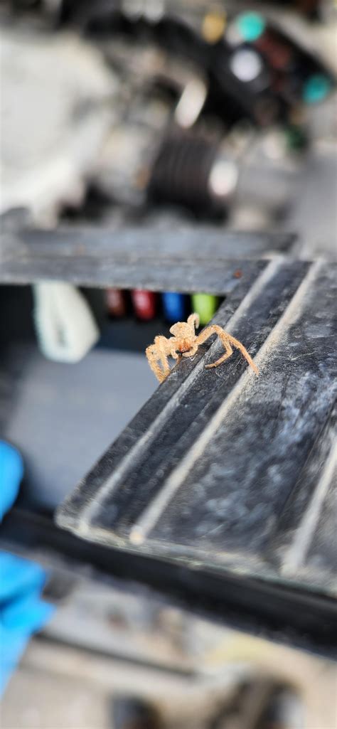 spider molt that I found in an engine bay. : r/spiders