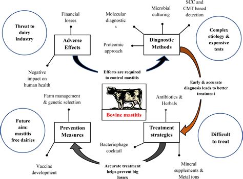 Mastitis In Cows