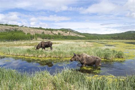 Moose - Yukon Wildlife Preserve