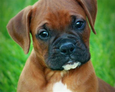 Boxer Puppies Wallpapers - Wallpaper Cave