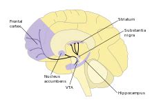 Animal model of schizophrenia - Wikipedia