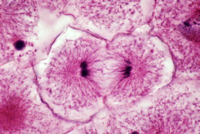 Telophase Of Mitosis Under Microscope