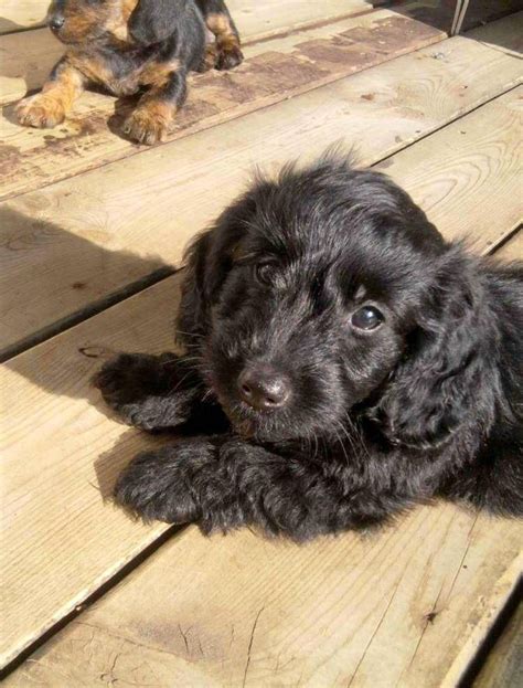 49+ Poodle Dachshund Mix Puppies Image - Bleumoonproductions