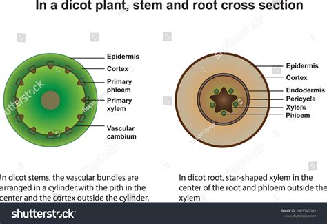 Comparison Dicot Root Stem Cross Section Stock Vector (Royalty Free ...