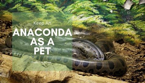 Anaconda as a pet (Should You Get One?) - SnakeTracks.com