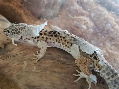 Leopard Gecko Shedding: How Often + Care Tips | Being Reptiles