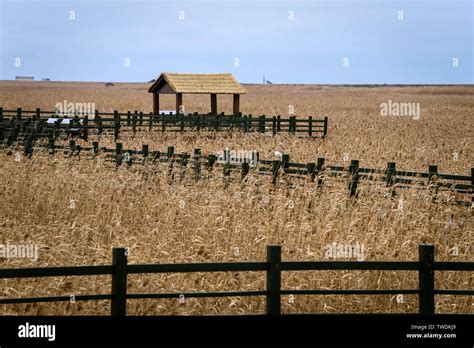 2018.12, Dongtan Wetland Park, Chongming Island, Shanghai Stock Photo ...