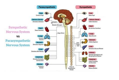 Functions of Parasympathetic nervous system, Antagonistic & Synergistic effects | Science online