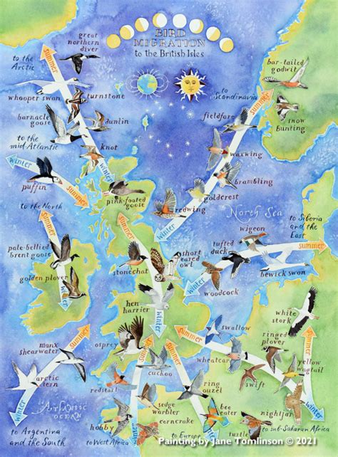 Bird migration map - a hand-painted map by Jane Tomlinson