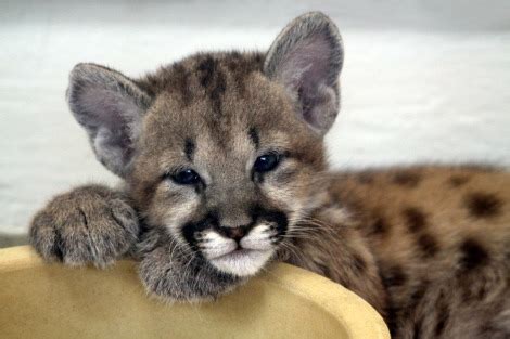 Cincinnati's Newest Cougar Cubs - ZooBorns