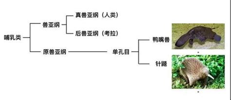 基因能在不同物种之间跳转，真的很酷！|鸭嘴兽|基因组|针鼹_新浪科技_新浪网