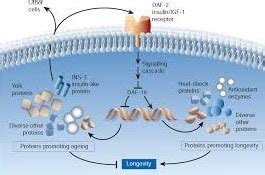 How The Ageing Gene Functions Step by Step, Genes and Ageing Guidance To Consider Age-Related ...