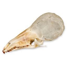 Shrew Skull (Natural Bone Quality A): Animal Anatomical Models: Amazon ...