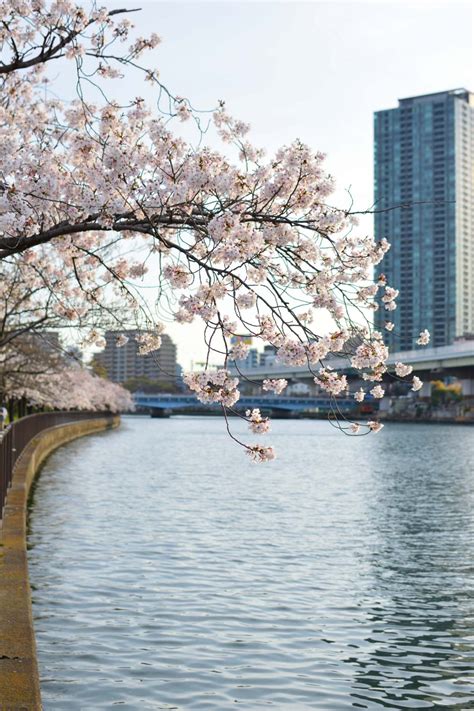 The 10 Best Cherry Blossom (Sakura) Spots In Osaka