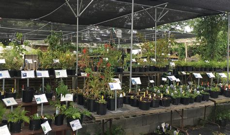 Native Plant Nursery - Edge of the Woods Native Plant Nursery