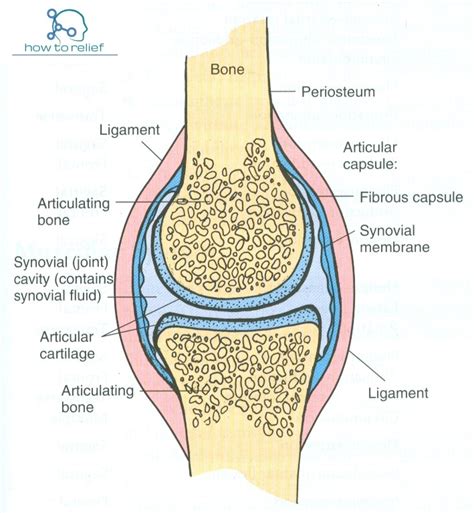 Synovial Joint:Classification, Definition & Examples » How To Relief