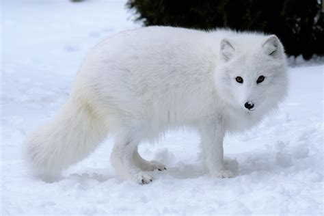 Wearing Winter White | Wild View