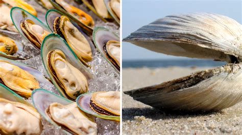 Clams vs Mussels Best 10 Main Differences Explained