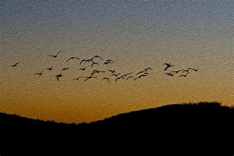 Geese Flying at Sunset 2 by HannahsNana on DeviantArt