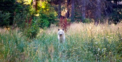 Oregon Wolves and Livestock Updates - The Wolf Center