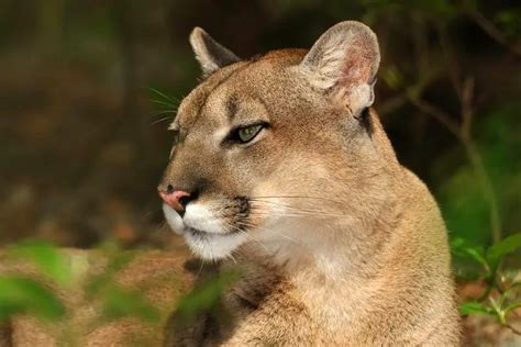 Florida Panther Facts | Anatomy, Diet, Habitat, Behavior - Animals Time