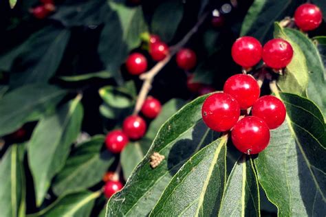 honeysuckle berries | Lana Pahl / Country Star Photography | Flickr