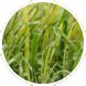 How Low Maintenance is Artificial Grass? - Artificial Grass Derbyshire