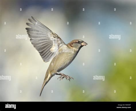 House Sparrow - Passer domesticus - male Stock Photo - Alamy