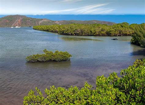 Why Bahía de Los Ángeles is a Plant Lover’s Dream