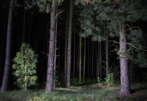 Pine Tree Forest At Night Photograph by Dirk Ercken