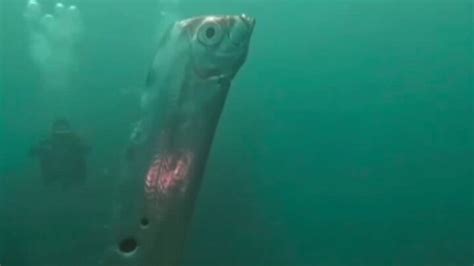 Watch: Rare deep sea oarfish spotted by divers off coast of Taiwan ...