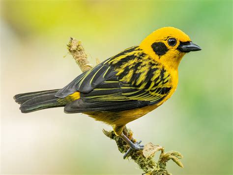 Golden Tanager - eBird