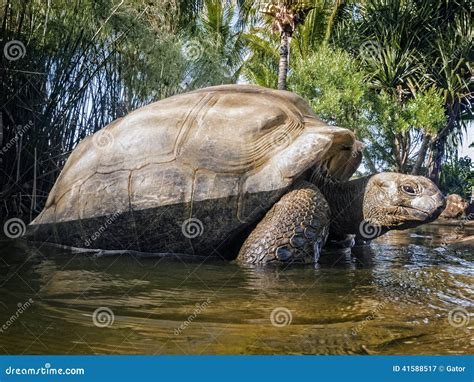 Seychelles Giant tortoise stock image. Image of shell - 41588517