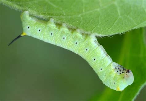 Snowberry Clearwing Caterpillars - What's That Bug?