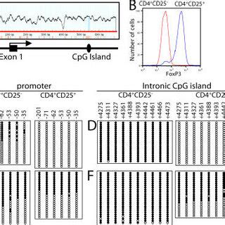 DNA methylation status of CpG sites in the promoter and intronic CpG ...