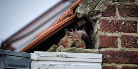 Irish Spring Soap Squirrel Repellent: Does it Work? - GFL Outdoors