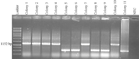 Colony PCR using M13 primers. PCR product size 1152 bp indicated the... | Download Scientific ...