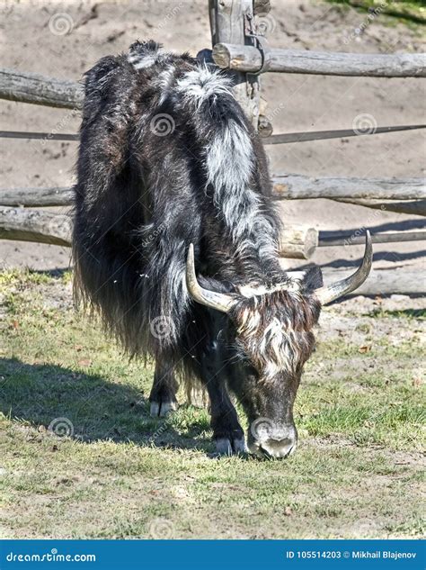 Domestic yak 5 stock image. Image of mongolia, creature - 105514203