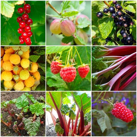 Fruit Plants for Beginners | Allotment in a Box - Roots Plants