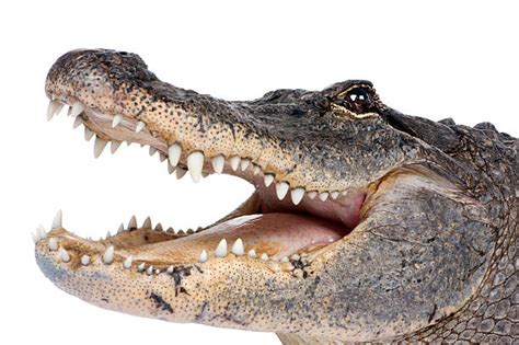 590+ Alligator Mouth Open Stock Photos, Pictures & Royalty-Free Images ...