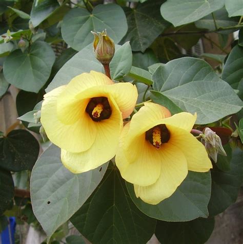 Rare Mahoe Sea Hibiscus Hibiscus tiliaceus - 8 Seeds